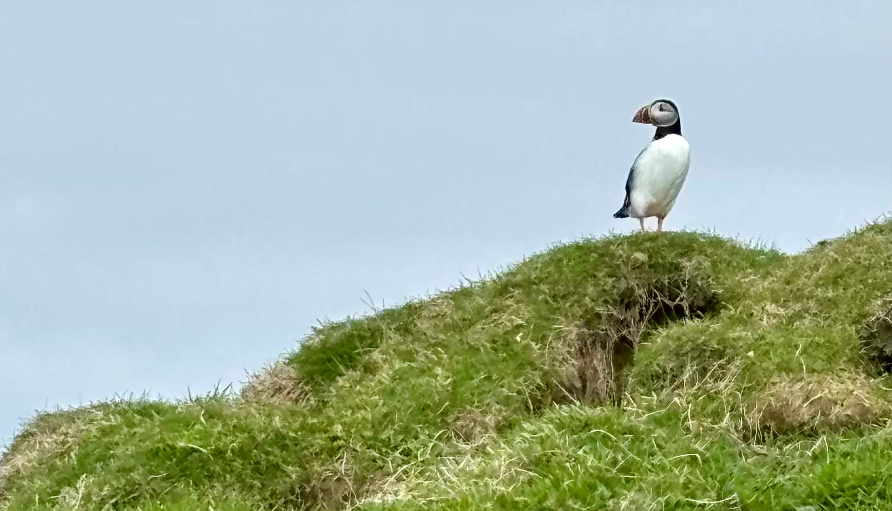 Puffin