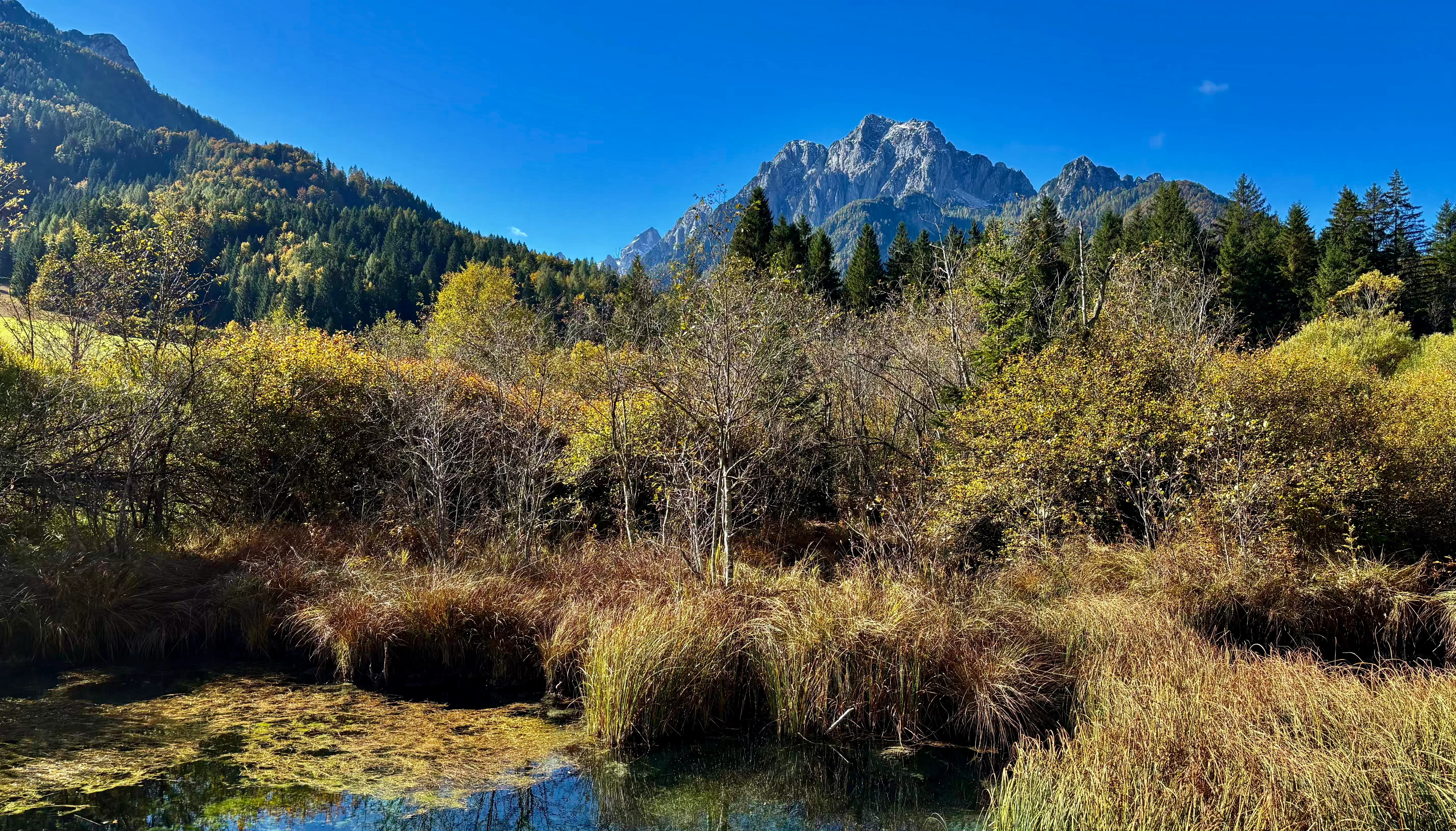 Přírodní rezervace Zelenci
